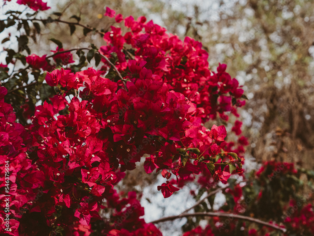 Blooming bougainvillea in a garden strewn with flowers. Blooming bougainvillea in a garden strewn with flowers.
