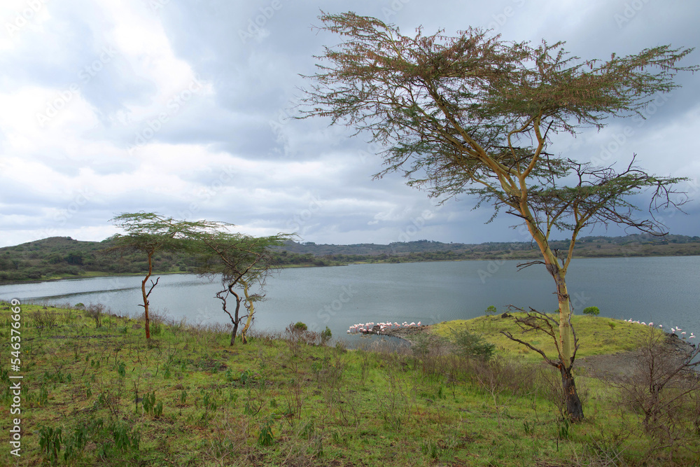 wild and beautiful African landscape with a tree over the lake.Tanzania wild and beautiful African landscape with a tree over the lake.Tanzania