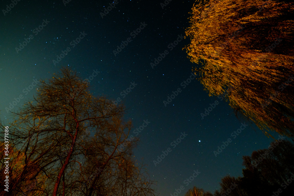 Trees in orange radiance against the starry sky