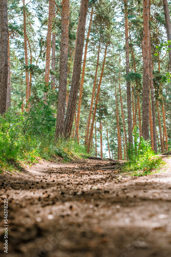 Fototapeta Naklejka Na Ścianę i Meble -  Pine forest with cones on the trail