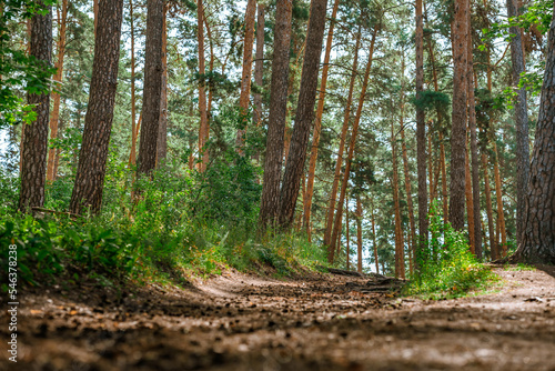 Fototapeta Naklejka Na Ścianę i Meble -  Pine forest with cones on the trail