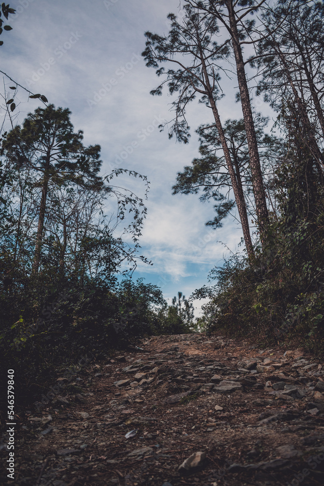 Fototapeta premium low angle view of path in the forest - trees in the forest - blue sky in the background