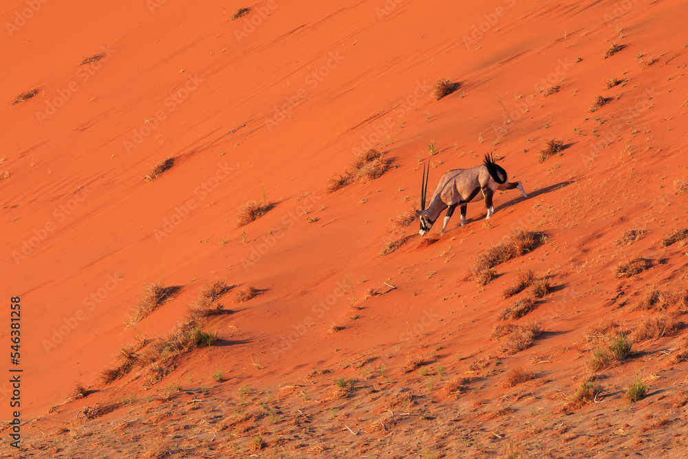 Obraz premium Oryx, Large antelope in the southern part of the Namib Desert, Namibia.