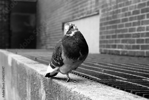Photography <Pigeon>