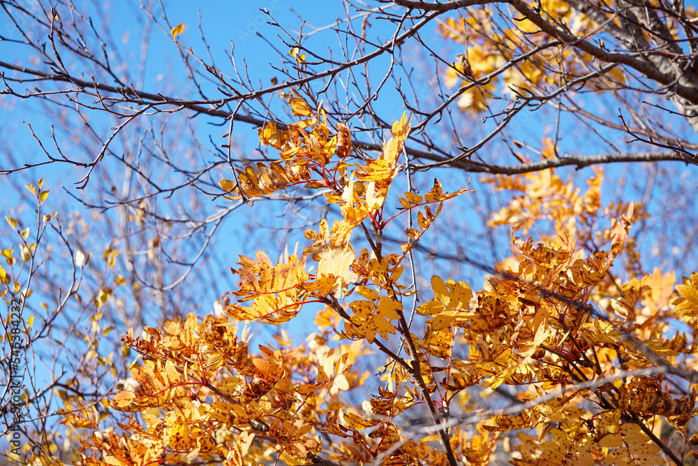 Beautiful autumn scenery, gold tree leaves scenery Beautiful autumn scenery, gold tree leaves scenery