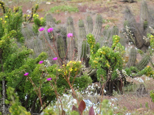 Desierto Florido 2022, Huasco, Chile photo