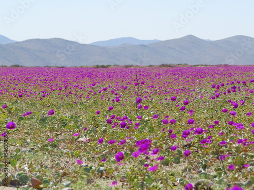 Desierto Florido 2022, Huasco, Chile photo
