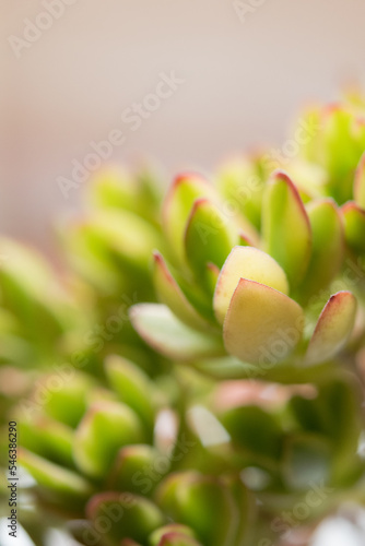 Succulent (Echeveria, crassula, aeonium, cotyledon, lithops, kalanchoe, caudex, etc) © Rachel Yee Laam Lai