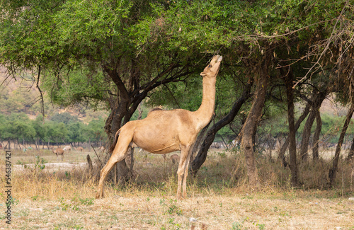 dhofar region, dhofar, camel food, camels, camel, wadi oman, oman tourism, omani, salalah region, spring, adventure, tropical, waterfall landscape, waterfalls, waterfall, outdoor, middle east, scenery