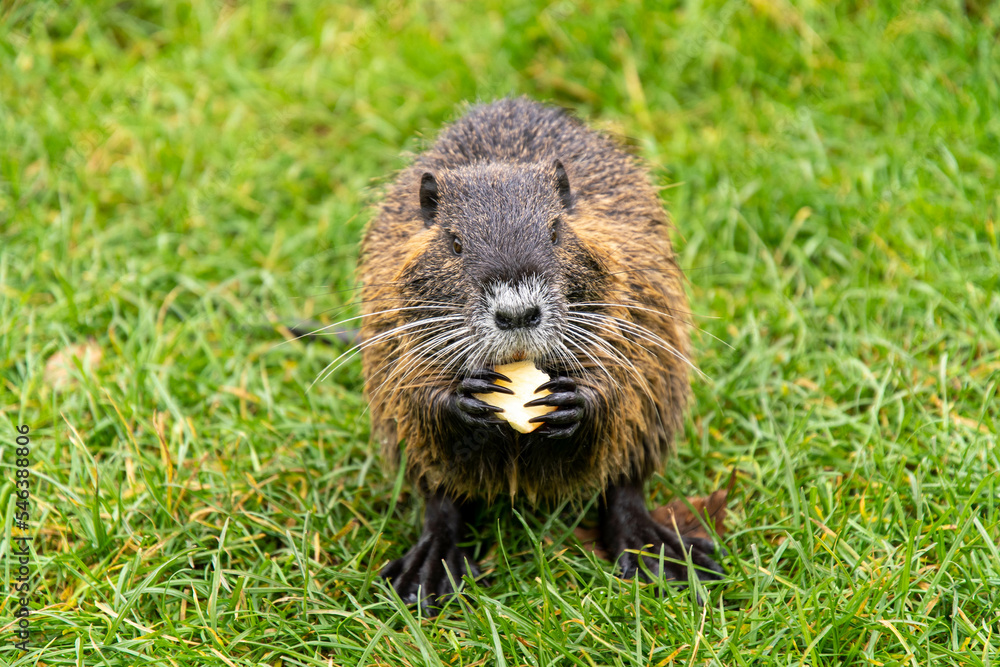 wild nutria eating and cleaning his self in the water wild nutria eating and cleaning his self in the water