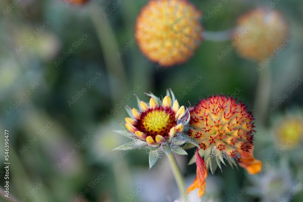 Gailadriya in the garden. Orange flowers background image. Close-up
Gailadriya in the garden. Orange flowers background image. Close-up