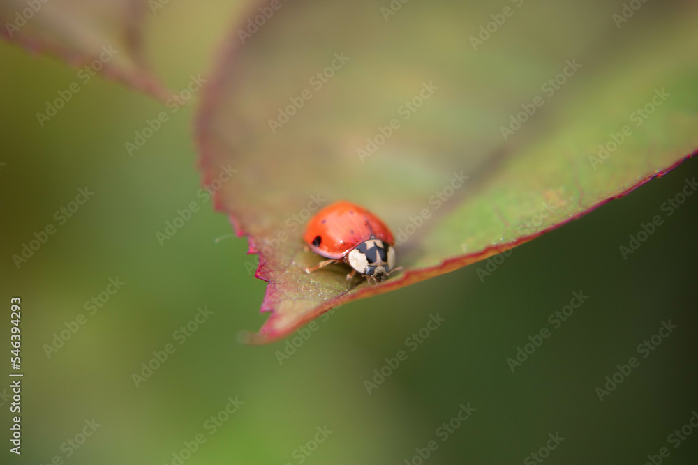 Fototapeta premium Coccinelle