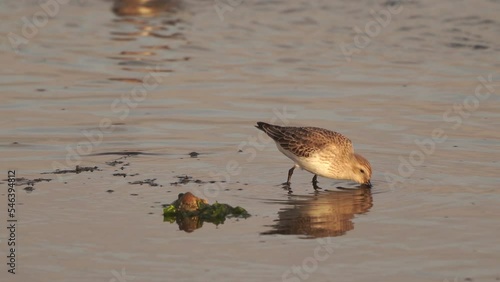  A dunlin (Calidris alpina) in winterplumage foraging in shallow water photo