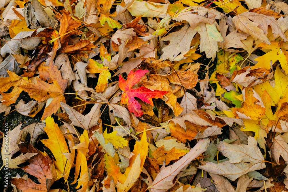 brightly colored fall leaves on the ground in the back yard with a red maple leaf in the center of the mat