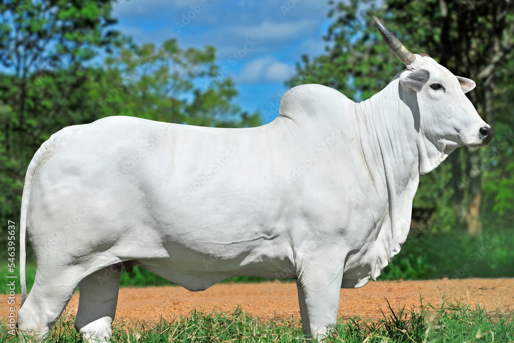 Obraz premium Vaca da raça nelore