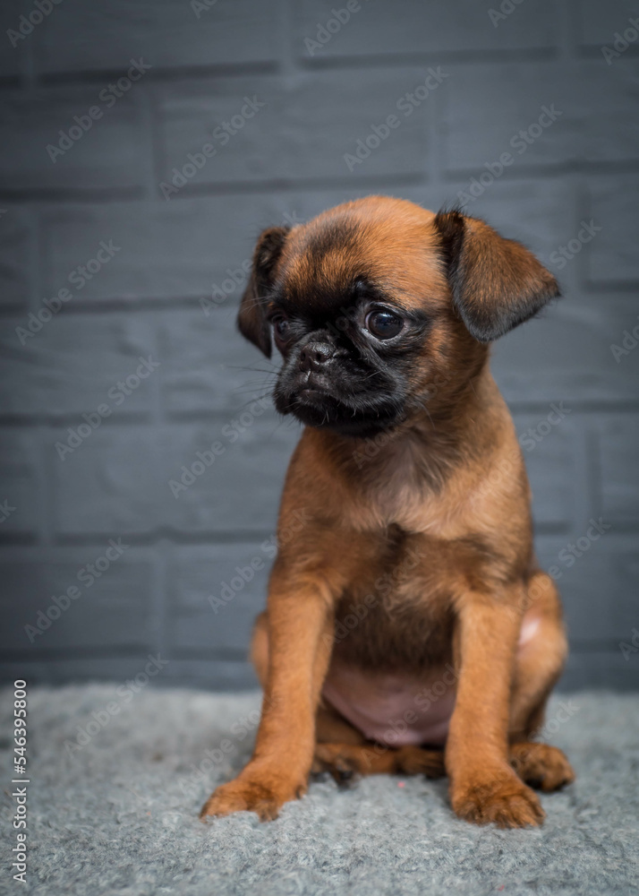A small puppy with a cute muzzle sits on a soft plaid