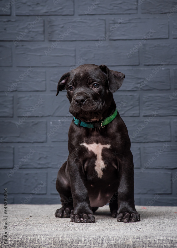 Cute black puppy in a collar sits on the background of a stone wall