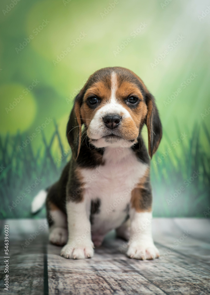  Cute puppy posing for a photo on grass background