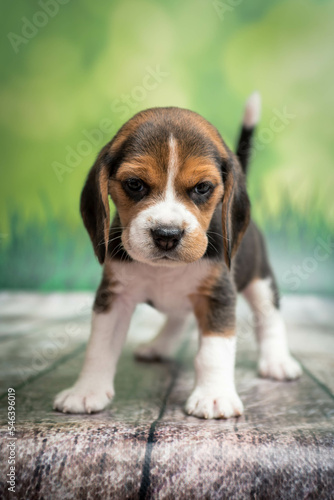 Cute puppy poses for a photo on a background of greenery