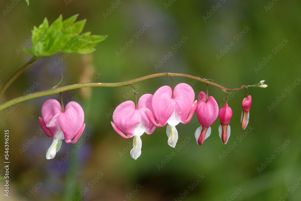 Fototapeta premium Traenendes Herz