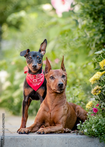 wo beautiful dogs posing for a photo. One dog is lying, and another dog is standing nearby with a red scarf around his neck