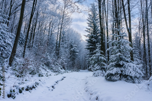 Snow covered road in the winter forest. Mixed forest after a heavy snowfall. Winter beauty of the Carpathian mountains