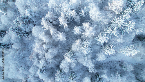 AERIAL TOP DOWN: Enchanting view of forest treetops after freshly fallen snow