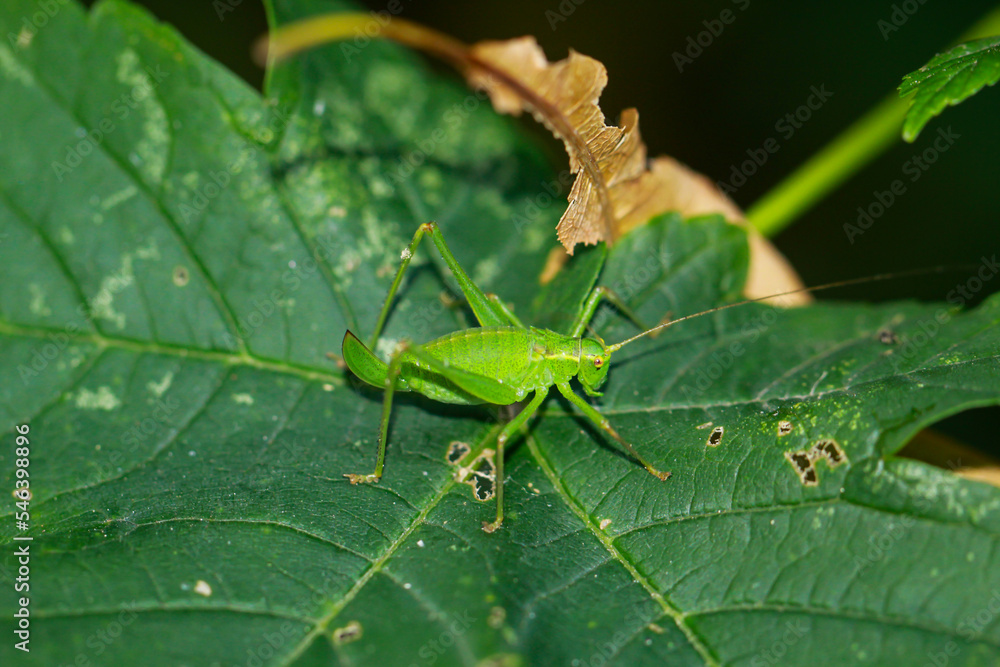 Eine Punktierte Zartschrecke, Leptophyes punctatissima auf einem Blatt. Eine Punktierte Zartschrecke, Leptophyes punctatissima auf einem Blatt.