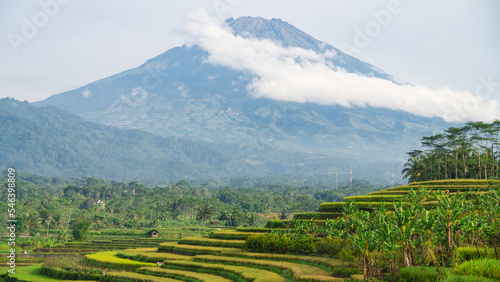 Beautiful terraced rice field with mountain on the background. Rural landscape of Kajoran rice field with view of Sumbing Mountain on the background