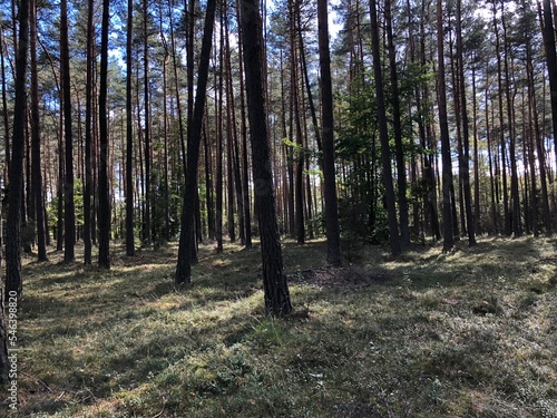 Obraz na płótnie Las jesienny w salonie