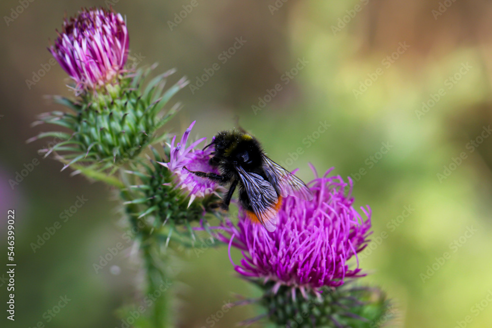 Eine Hummel sitzt auf einer Mariendistel und sammelt Pollen ein. Eine Hummel sitzt auf einer Mariendistel und sammelt Pollen ein.