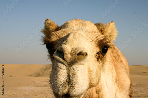 camel in the desert © Barnaby K