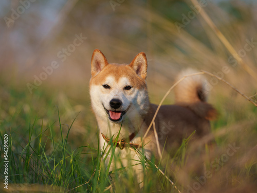 Portrait of shiba inu dog in a park