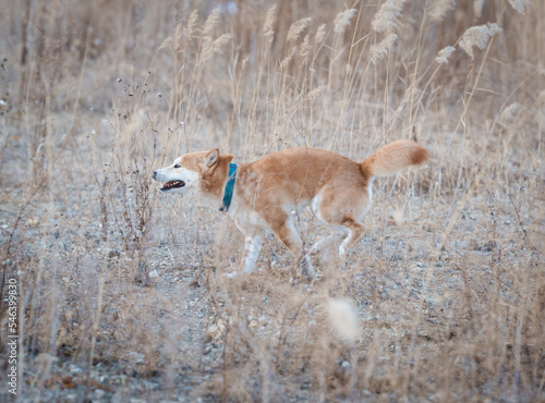 Shiba inu dog running in field of reeds