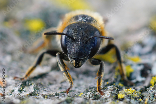 Frontal closeup on a Mediterranean golden haired mason bee, Osmia aurulenta