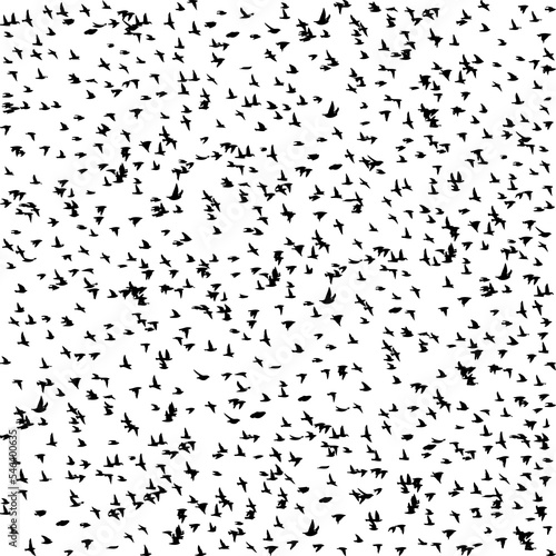 Seamless pattern flying birds. Lots of black starlings. Vector illustration