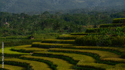 Close up photo of terraced rice field with full of paddy plant. Rural landscape of Kajoran rice field 