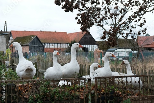A flock of geese in the yard. Half-timbered buildings in background. Swolowo on Polish central Pomerania, near Slupsk. Swolowo is a village known for its half-timbered buildings (Prussian wall) photo