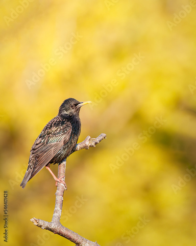 Starling in spring-time photo