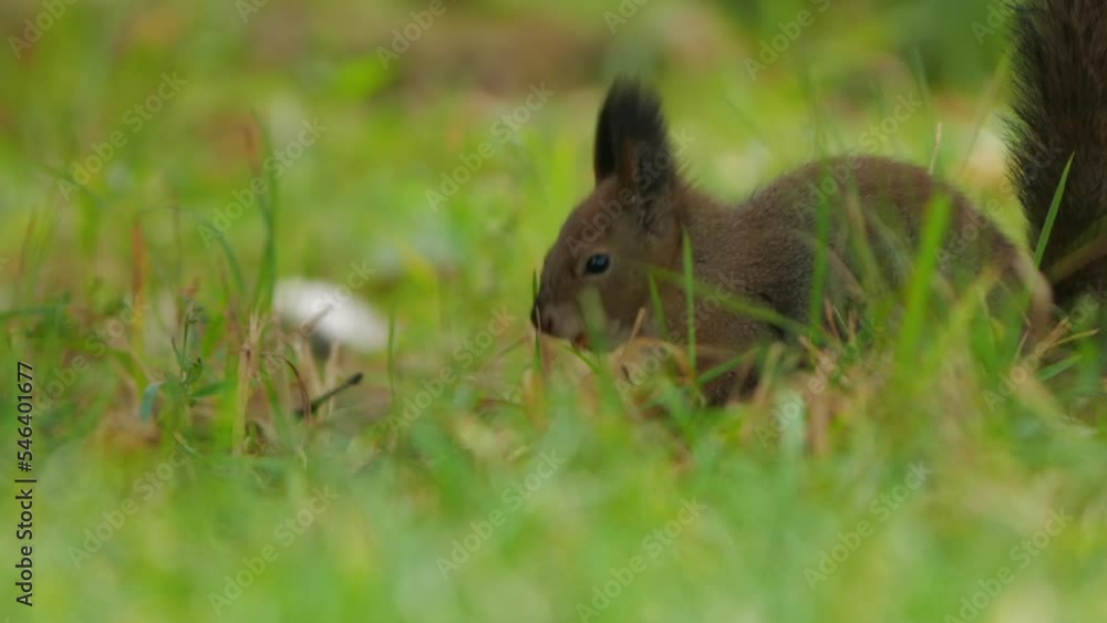 Squirrel looks for food in green grass of lawn in park. Fluffy rodent eats more before cold winter season. Autumn day in forest. Squirrel looks for food in green grass of lawn in park. Fluffy rodent eats more before cold winter season. Autumn day in forest.