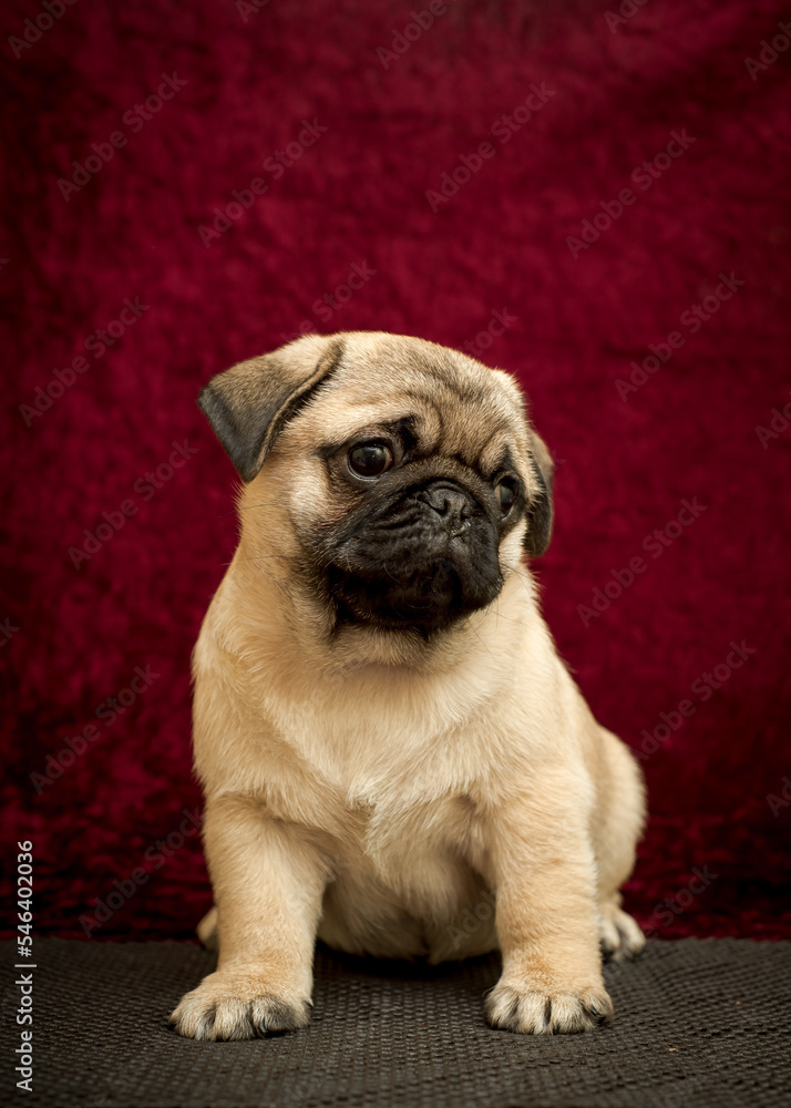 Dog with cute eyes sits on a burgundy background. The breed of the dog is the Pug