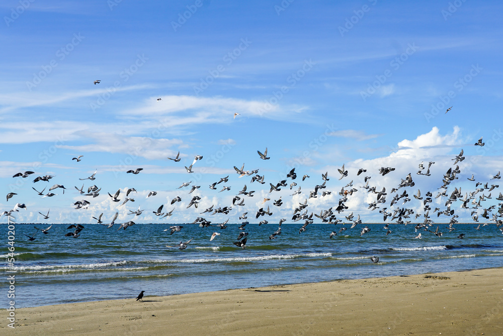 Flock of birds flapping wings takes off from a sandy Baltic Sea beach on a blue sky background