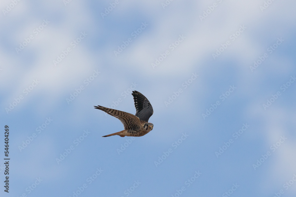 An American kestrel flies through a blue sky with puffy white clouds with it's wings raised and looking towards the camera. An American kestrel flies through a blue sky with puffy white clouds with it's wings raised and looking towards the camera.