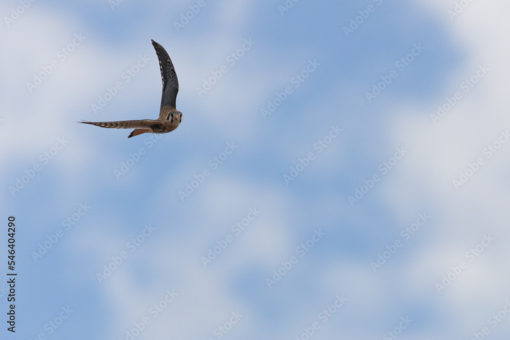 An American kestrel with wings raised glides through a blue sky dotted with puffy white clouds while looking towards the camera. An American kestrel with wings raised glides through a blue sky dotted with puffy white clouds while looking towards the camera.