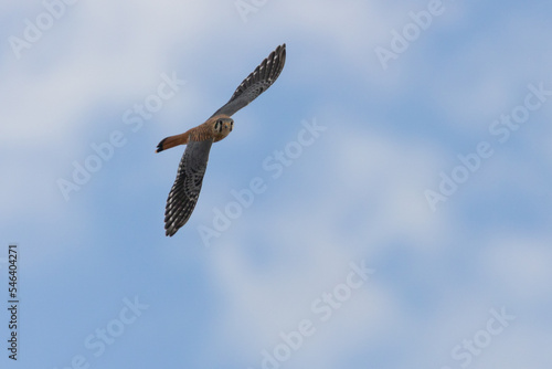 An American kestrel soars through a blue sky with puffy white clouds. It's wings are spread and it's head turned towards the camera.