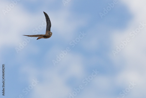An American kestrel with wings raised glides through a blue sky dotted with puffy white clouds while looking towards the camera.