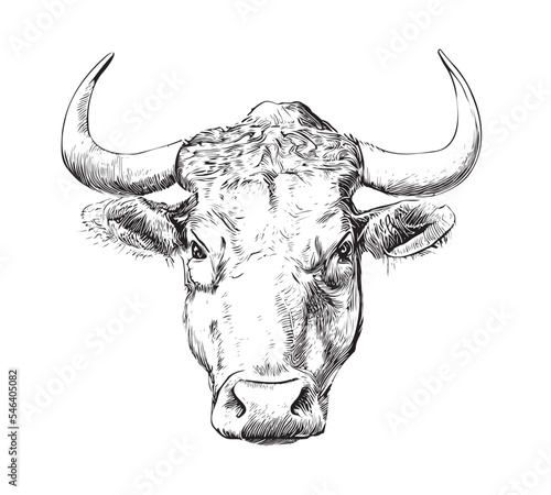 Angry bull portrait hand drawn sketch Vector illustration.