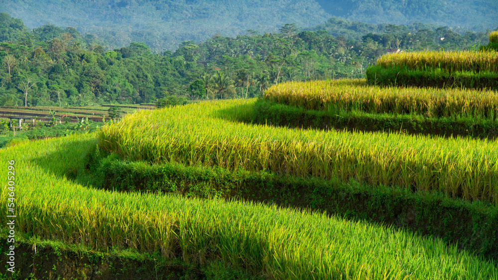 Close up photo of terraced rice field with full of paddy plant. Rural landscape of Kajoran rice field
