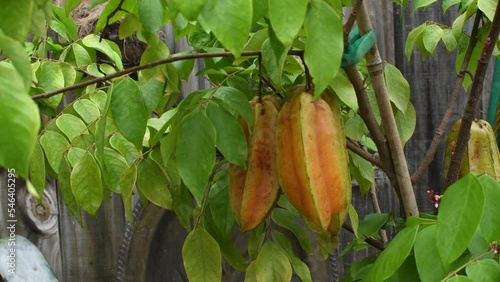 Carambola Sri Kembangan star fruit hanging on a tree branch. Growing food in the backyard. Gardening as a hobby photo