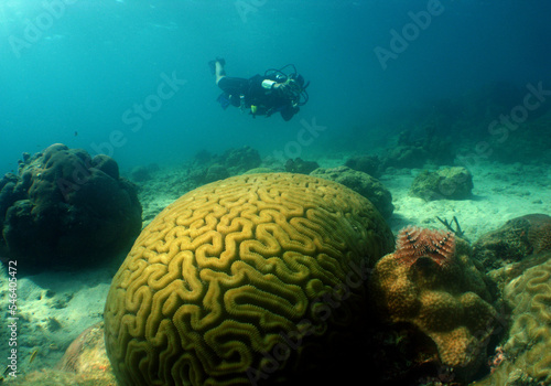 diver and a brain coral in the crystal clear waters of the caribbean sea